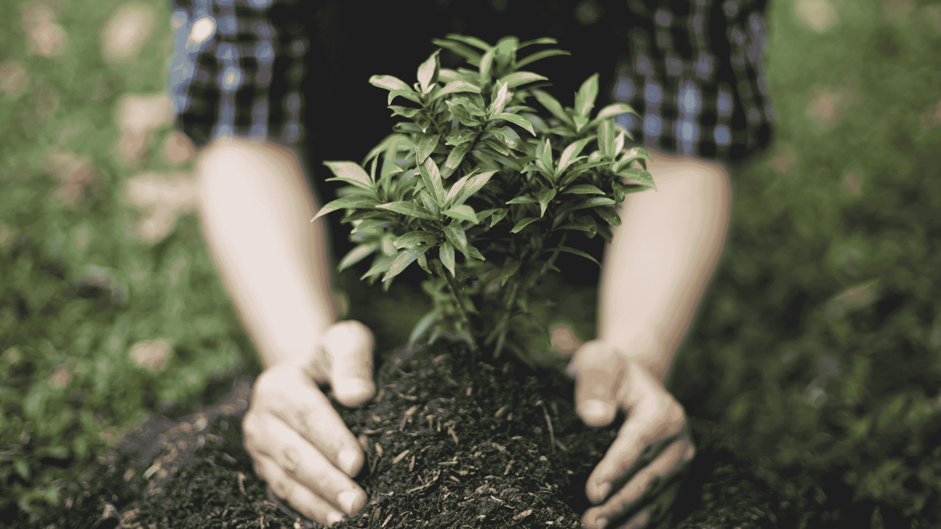 All Natural Landscaping Dover NH shrub and tree planting