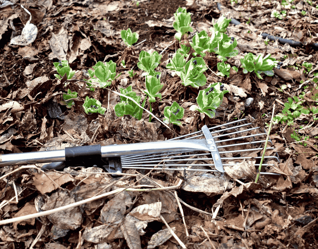All Natural Landscaping Dover NH eco-friendly seasonal cleanup service