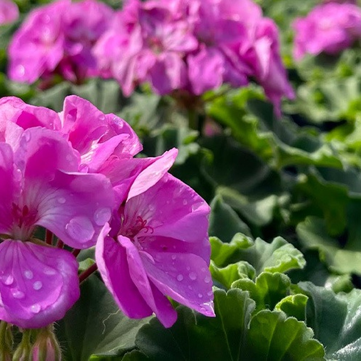 Trusted Lawn Care Service in Kittery Point, ME showcasing healthy flowering plants and professionally maintained landscape beds by All Natural Landscaping.