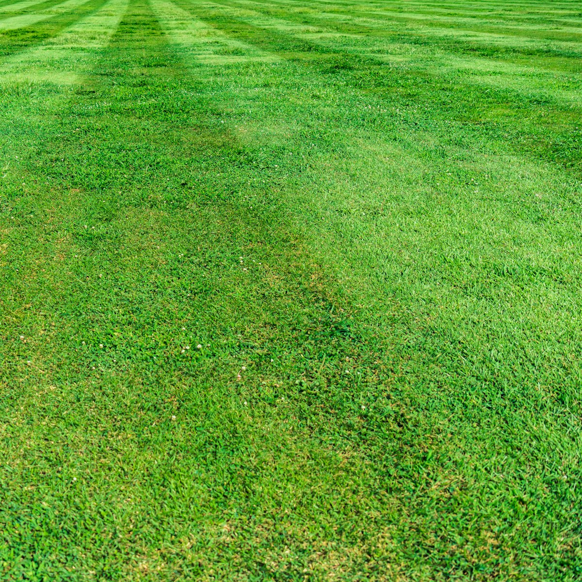 Freshly mowed green lawn with clean, consistent cutting patterns, representing Lawn Care services near me.
