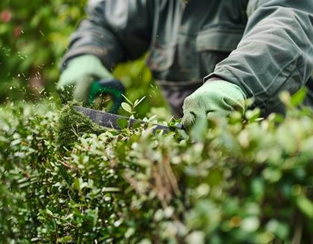 Professional lawn care and maintenance in Salem New Hampshire