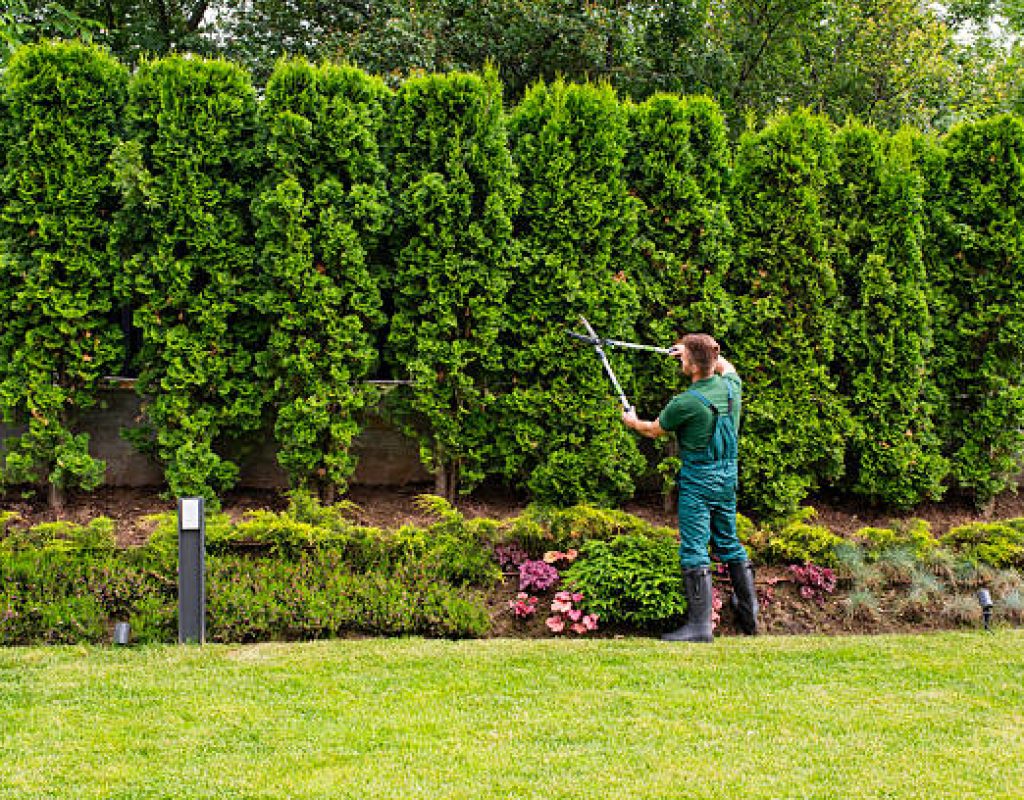 Skilled landscaping team providing outdoor construction planting and yard renovation services